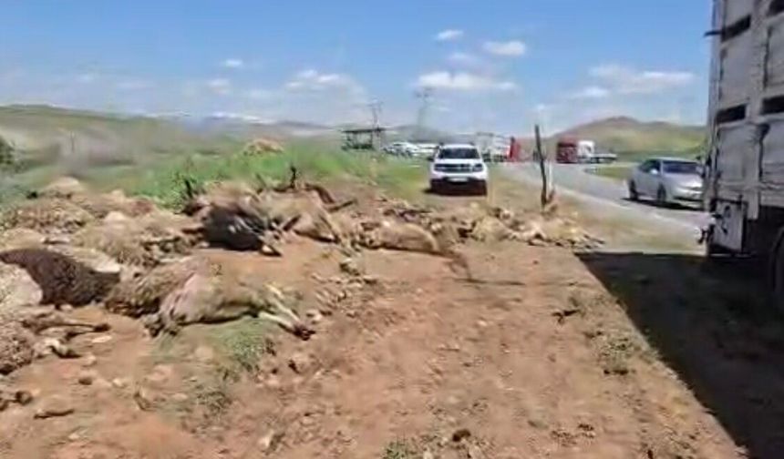 Arapgir'de Koyun Yüklü Tır Devrildi: 100 Hayvan Telef Oldu