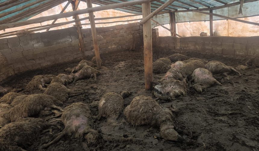 Arguvan'da kurdun girdiği ağılda 40 koyun telef oldu