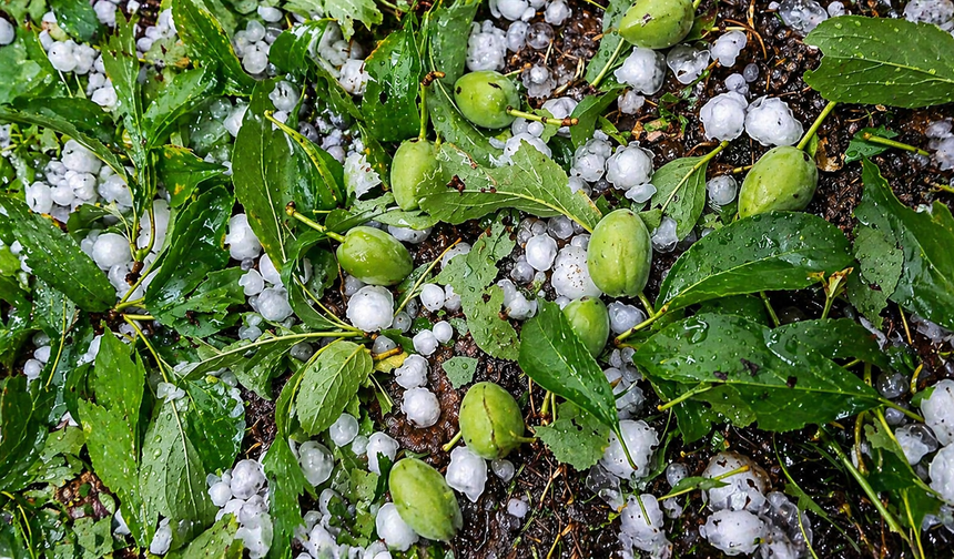 Bilal Yıldırım: 'Kayısı Bahçelerindeki Hasar İçin Acil Destek Şart'
