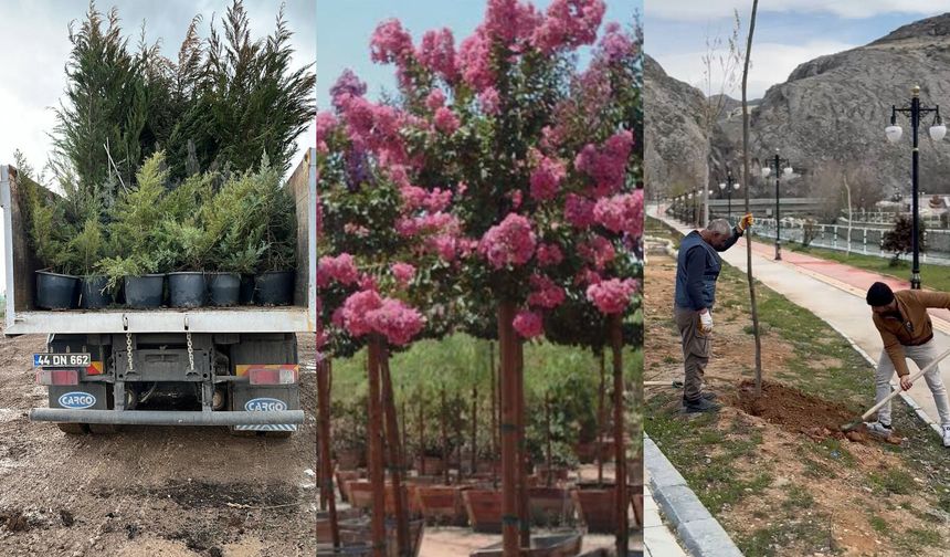 Darende'de 7 Bin 312 Fidan Toprakla Buluşturuldu