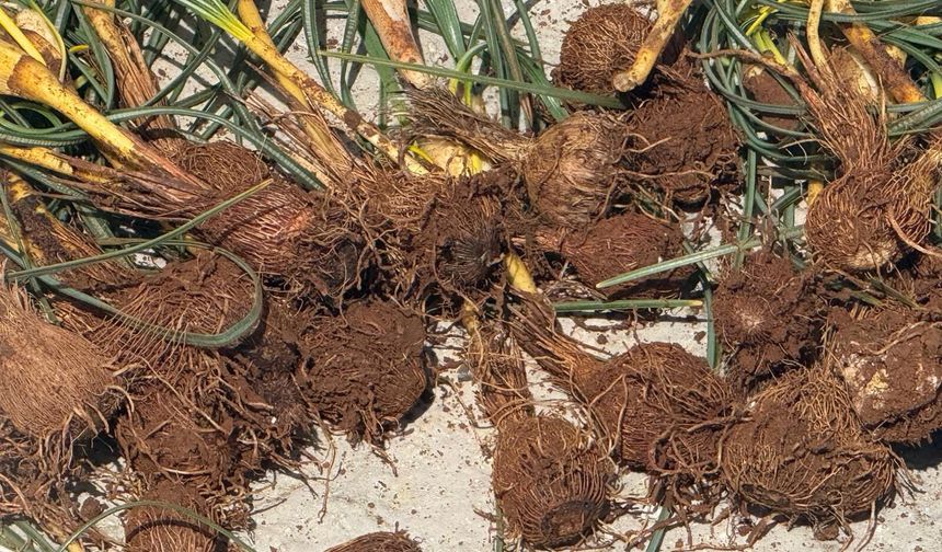 Darende'de Baharın Habercisi Çiğdem İçin Zorlu Mesai Başladı