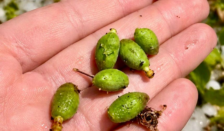 Darende'de Dolu Kayısı Çağlalarını Döküp Geçti