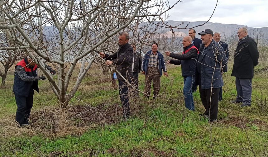 Kale İlçesinde Uygulamalı Meyve Ağacı Budama Eğitimi Verildi