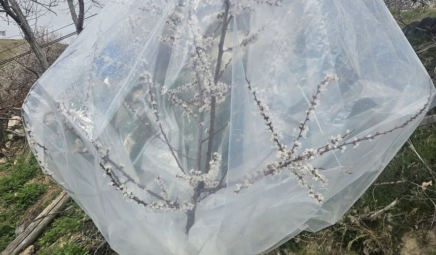 Kayısıda Don Tehlikesine Karşı Farklı Çözümler