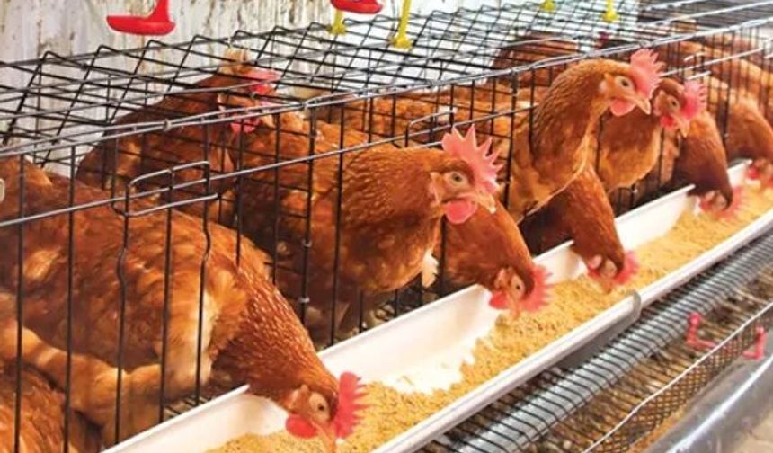 Kümes Hayvancılığında Üretim Yıllık Arttı, Aylık Geriledi