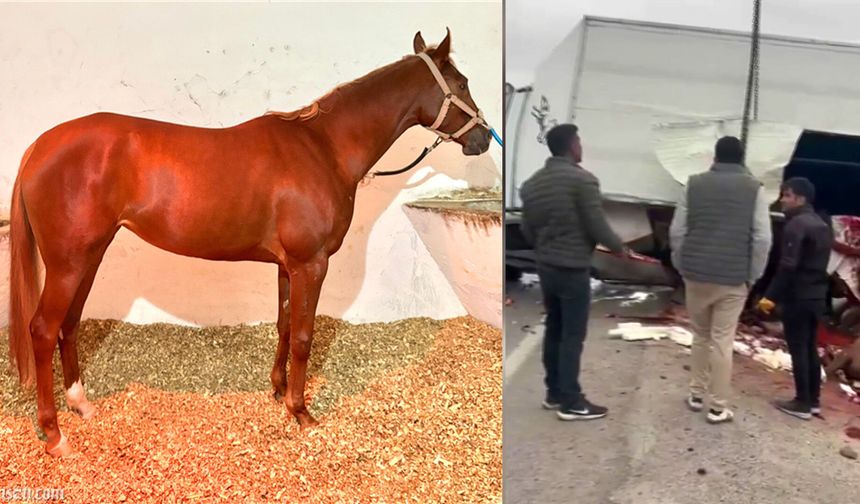 Malatya Girişinde At Nakil Aracı Kaza Yaptı: Şampiyon Heyfa Telef Oldu