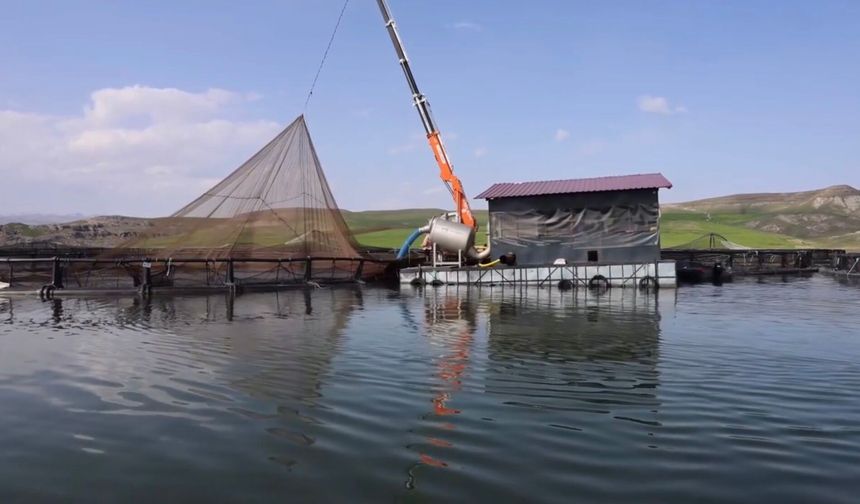 Malatya'da alabalık üretimi 7 bin 500 tona ulaştı