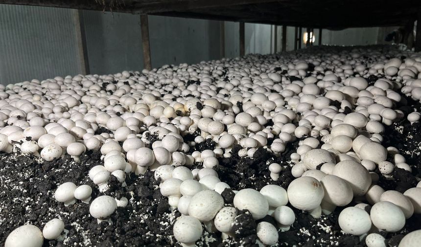 Malatya'da Alternatif Tarım Atağı: Ayda 15 Ton Mantar Üretiliyor