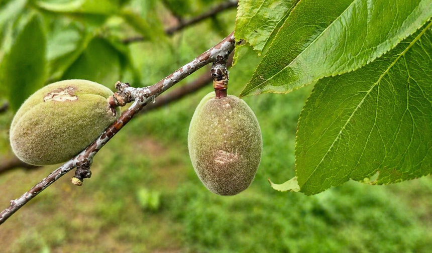 Malatya'da Dolu Hasarı: 20 Bin Dekarı Aşkın Tarım Arazisi Etkilendi