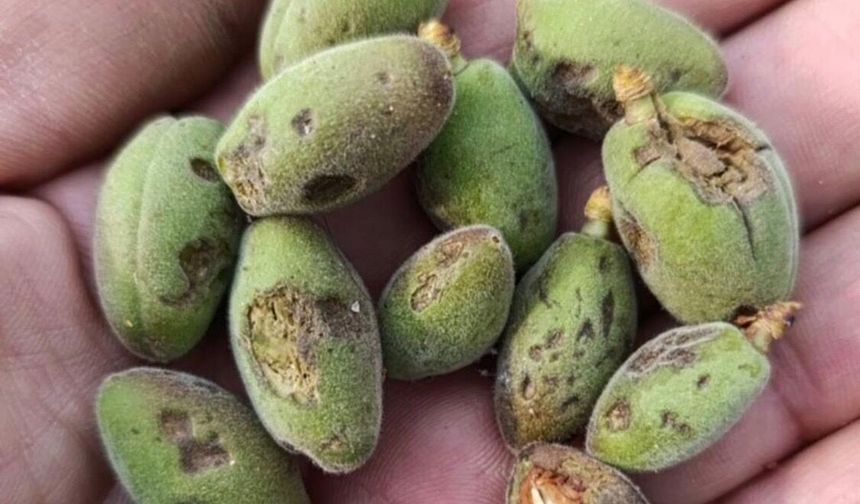 Malatya'da Dolu Kayısıyı Vurdu, Hasar Tespiti Başlıyor