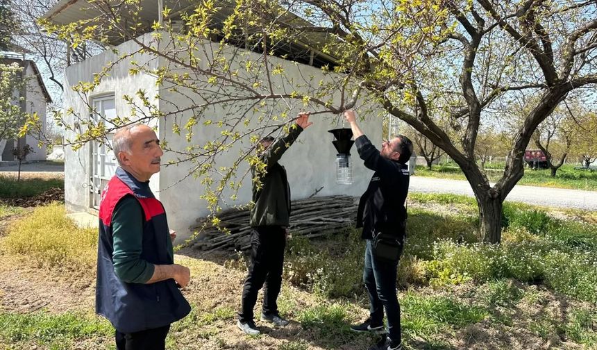 Malatya'da Kayısıyı Tehdit Eden Kokarca Alarmı: Sahada Denetim Süreci Başlatıldı