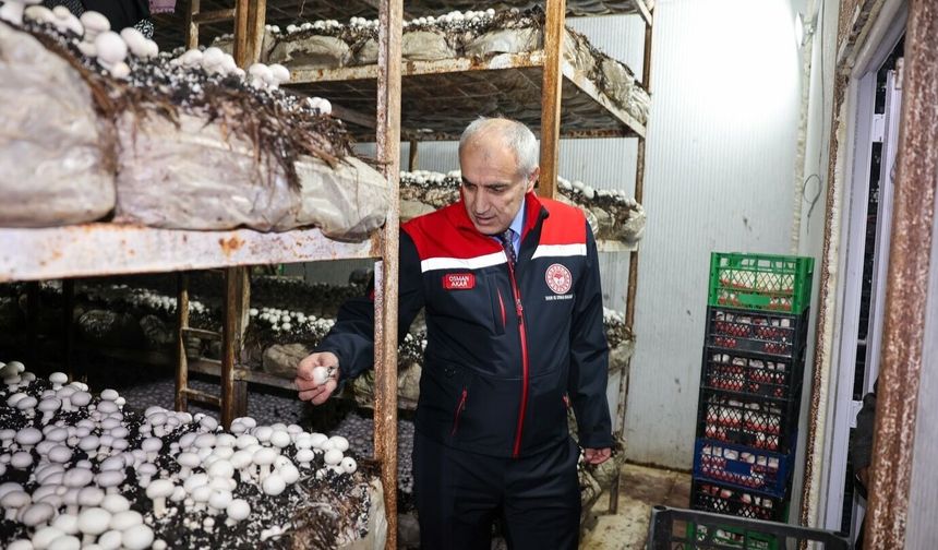 Malatya'da Mantar Üretimi Artıyor