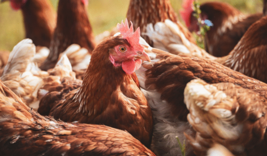 Mısır İthalatında Yeni Düzenleme: 3 Milyon Tonluk Kontenjan Açıldı