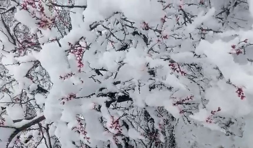 Nisan'da Kış Geri Döndü: Darende'de Kar, Kayısıda Don Riski