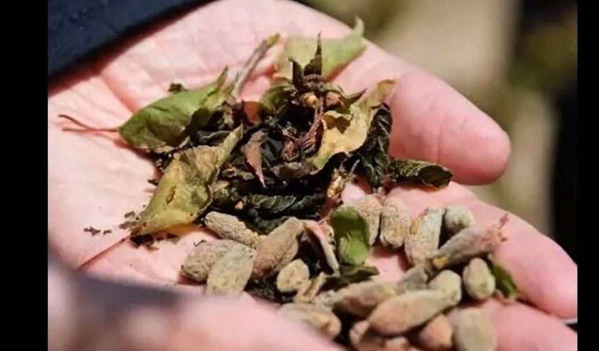 Zirai Don Riskine Karşı Üreticilere Kritik Uyarı: Önlemler Tek Tek Sıralandı