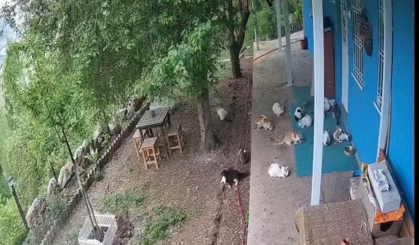 Depremin Panik Anları Kamerada: Kediler de Kaçtı, Öğrenciler de