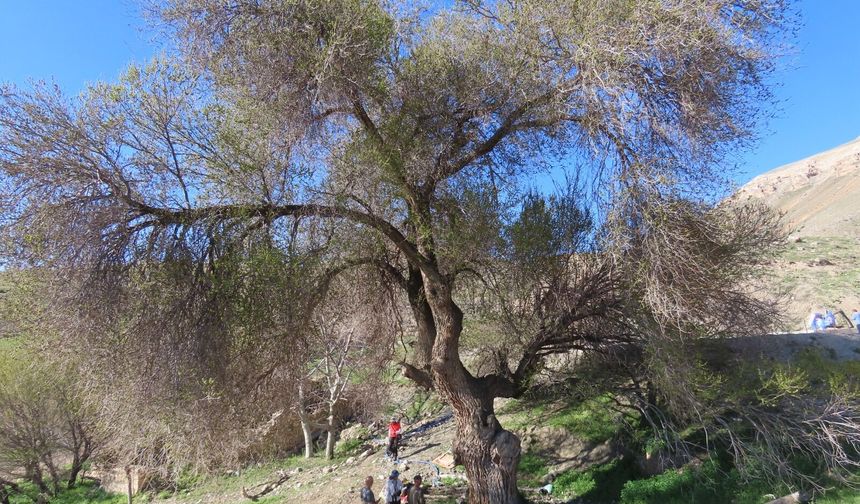 Ilıca'da 250 Yıllık Dev Karaağaç Keşfedildi