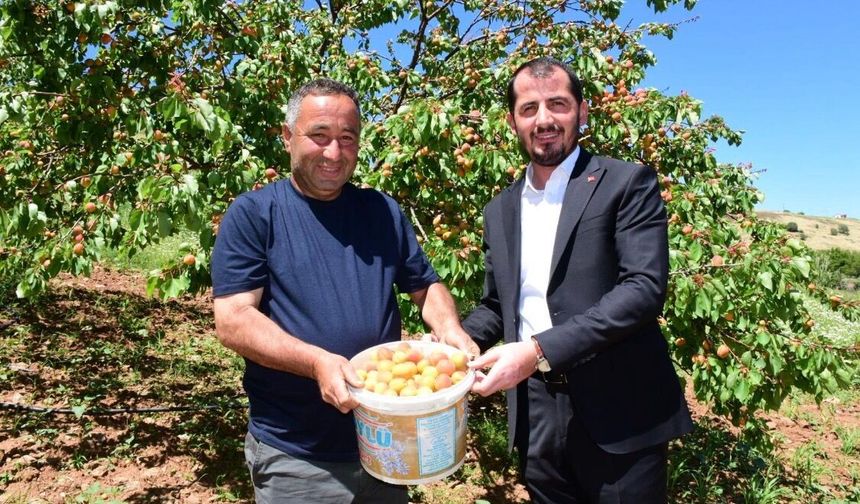 Pütürge'de İlk Kayısı Hasadı Yapıldı