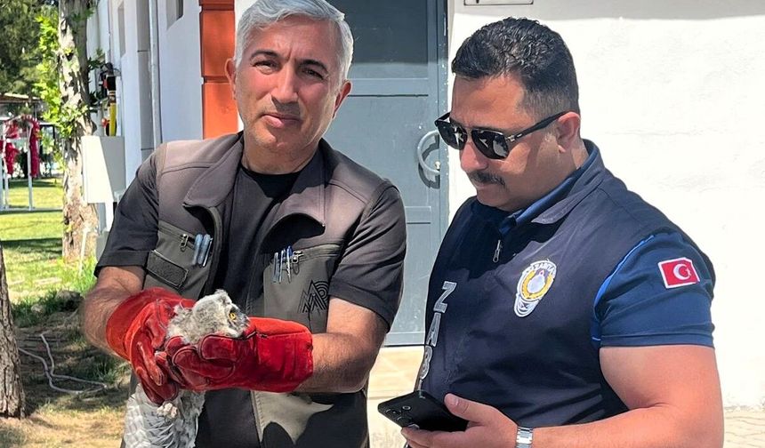 Battalgazi Zabıtası Bulduğu Yavru Baykuşu Koruma Altına Aldı