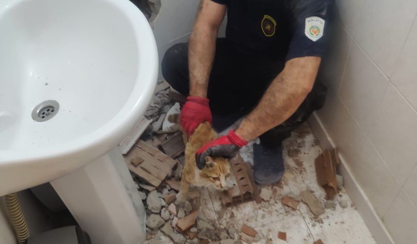 İki Bina Arasına Sıkışan Kedi 2 Saatlik Çalışmayla Kurtarıldı