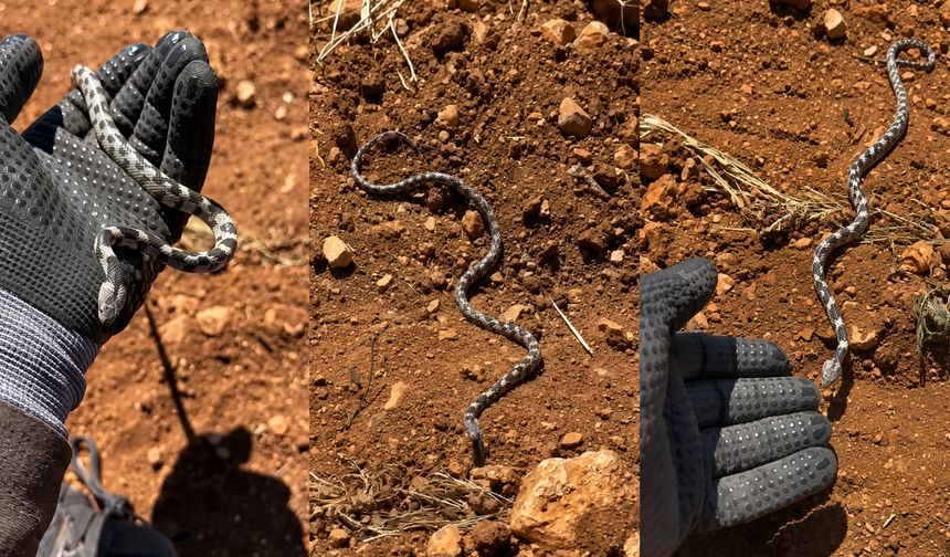 Gel Pisi Pisi' Dedi, Yavru Engerekle Oynadı