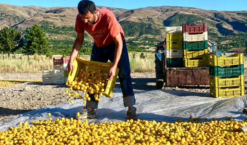 Kayısı Üreticisinin Feryadı: 'Kazanan Hep Başkası'