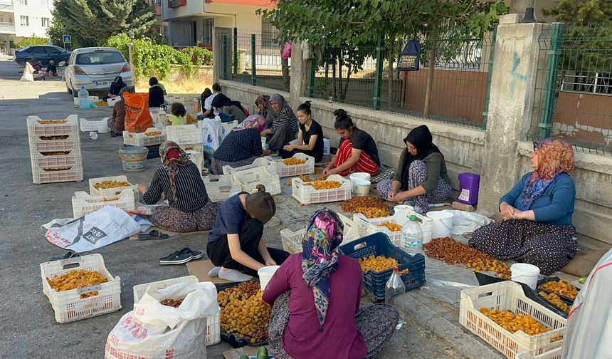 Kayısının Görünmeyen Emeği Ceza Korkusuyla Karşı Karşıya