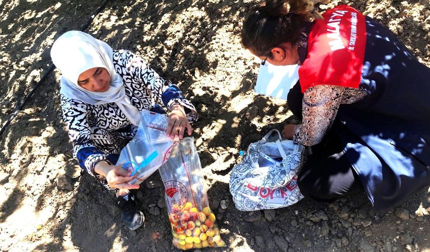 Malatya'da Kayısıda Pestisit Denetimi: 16 Üreticiye Hasat Geciktirme Tedbiri