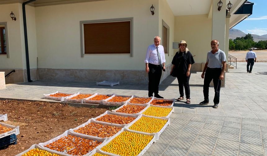 Tarım Müdürlüğünden Kayısı Bahçelerine Saha Çıkarması