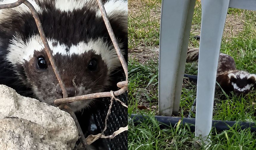Bahçesine Gelen Sürpriz Misafirle Göz Göze Geldi