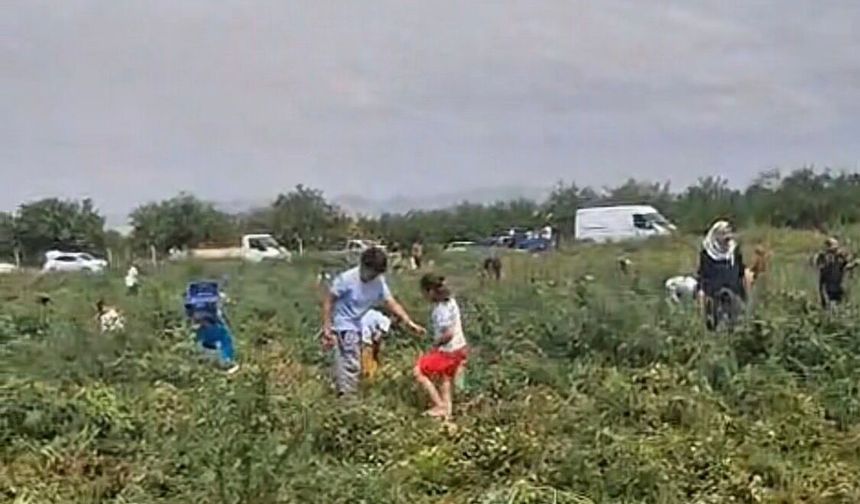 Domates Tarlada Kaldı, Üretici Ücretsiz Dağıttı
