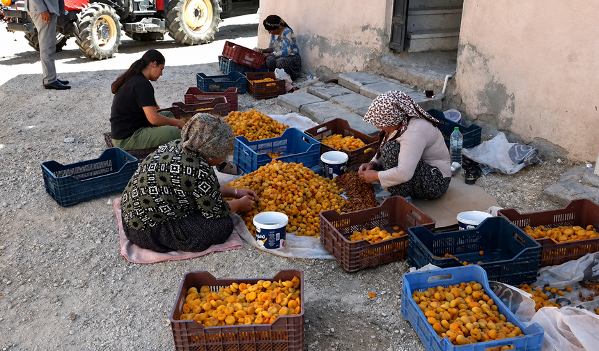 Kayısı Üreticisinden TMO Çağrısı: 'Fiyat Maliyetin Altında, Müdahale Şart'