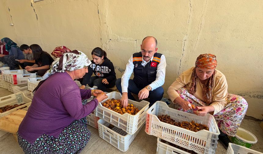 Kaymakam Sungur Kayısı Hasadında Üreticilerle Buluştu