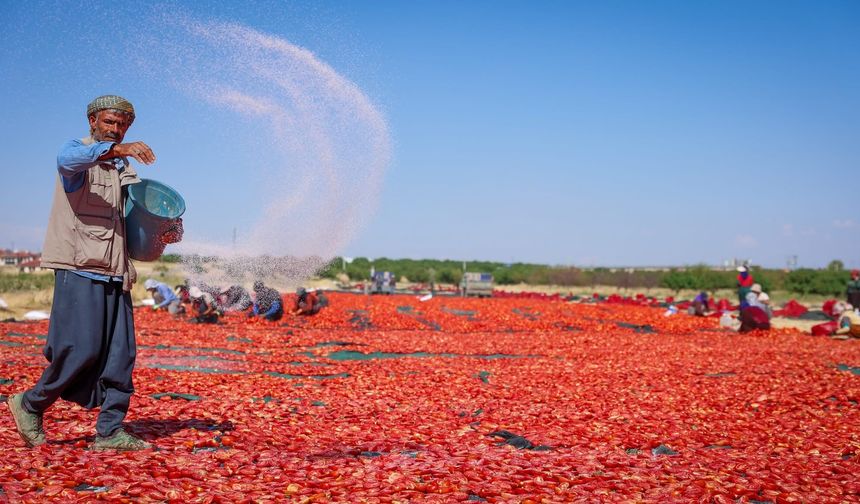 350 Dekarda Üretiliyor, 50 Dekarda Kurutuluyor