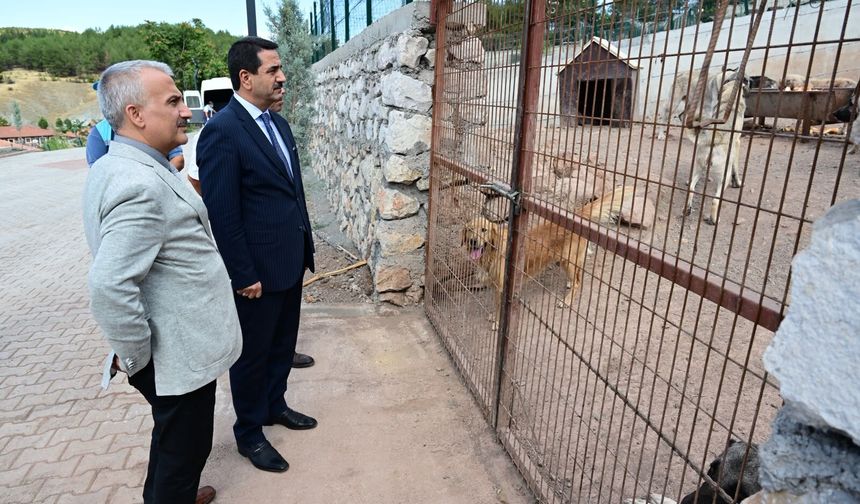 Başkan Taşkın, Hayvan Barınağında İncelemelerde Bulundu