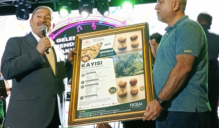 Darende'nin Tescilli Zengibar Cevizi Dünya Standartlarına Meydan Okuyor