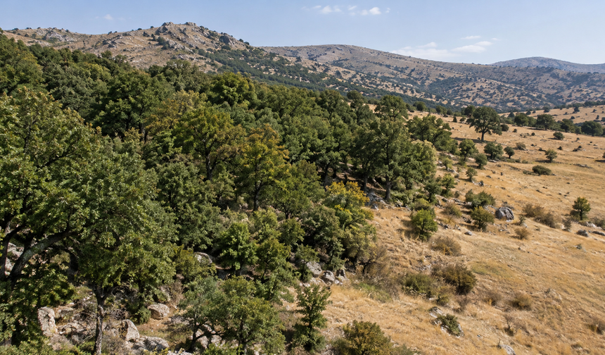 Kuluncak'ta Orman Sınırları Değişti