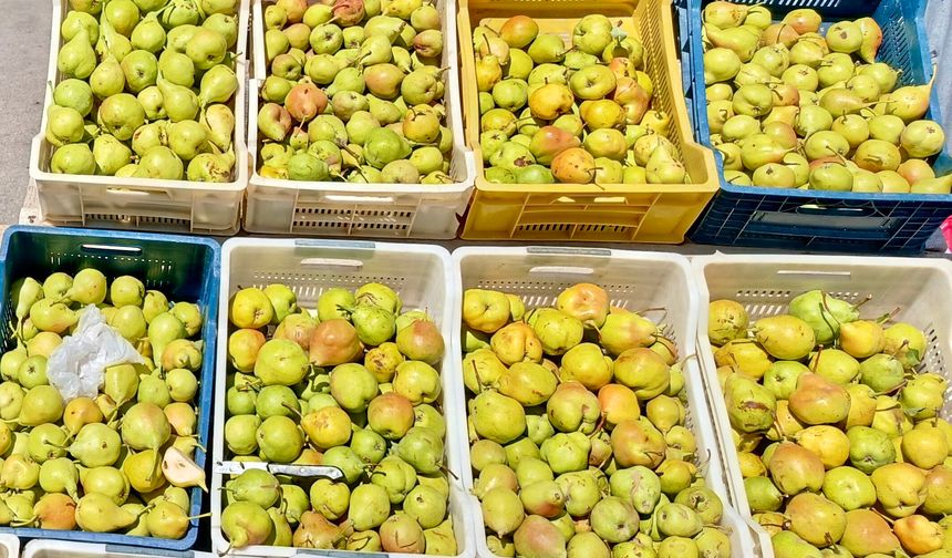 Kürecik'in Bal Armudu Tezgâhlarda Yerini Aldı