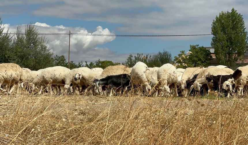 Malatya'da Küçükbaş Yetiştiricisinin Gündemi: Mera Ve Çoban Sorunu