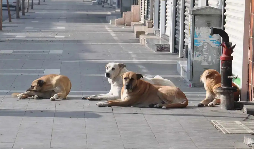 Malatya'da Sahipsiz Hayvanlar İçin Eylül Denetimi
