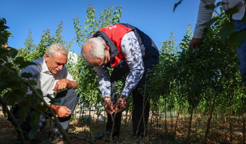 Malatya'da Yılda 850 Bin Sertifikalı Fidan Üretiliyor