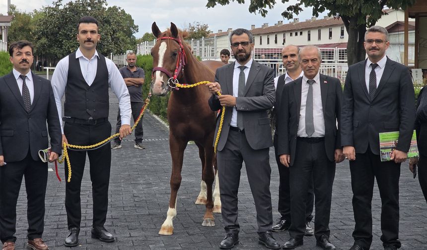 Veliefendi'de Sultansuyu Tayları İçin Milyonlar Yarıştı