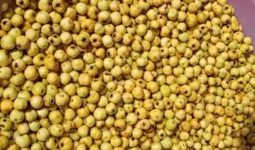 Darende'de Alıçlar Kışlık Marmelata Dönüşüyor